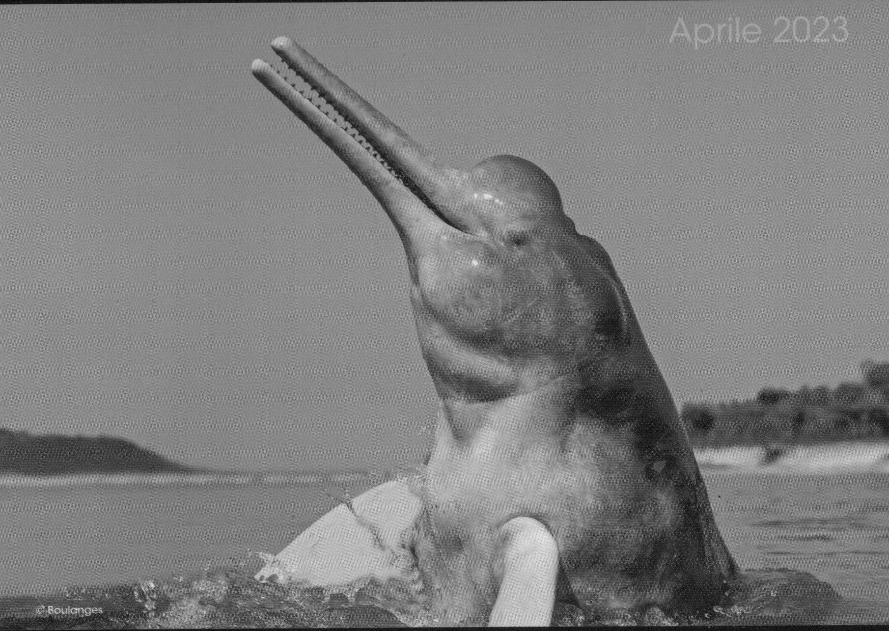 Animali da proteggere