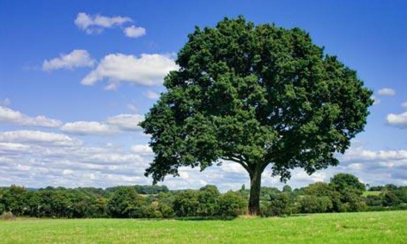 L'albero come mito cosmogonico