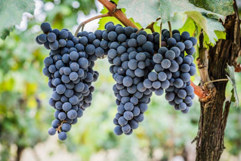 Buon Vino Buon Vino