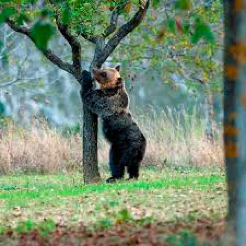 Uomini e grandi carnivori