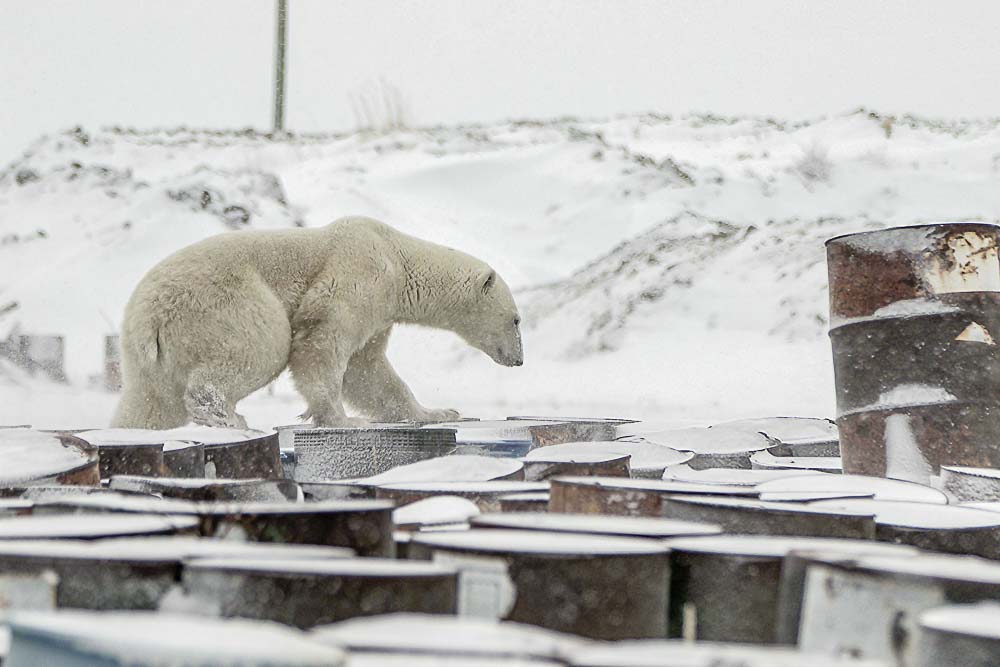 Un orso nel ghiaccio