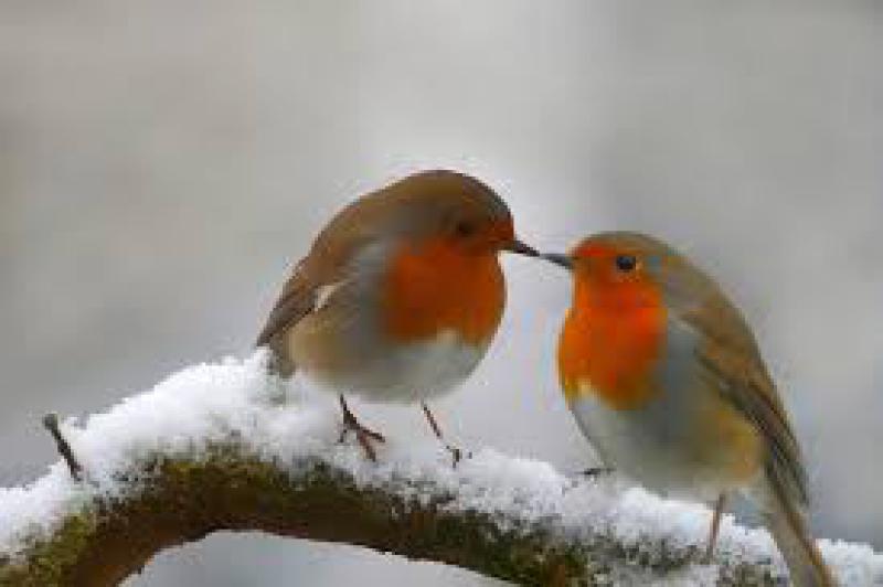 Che fine fanno gli uccelli   
in inverno?