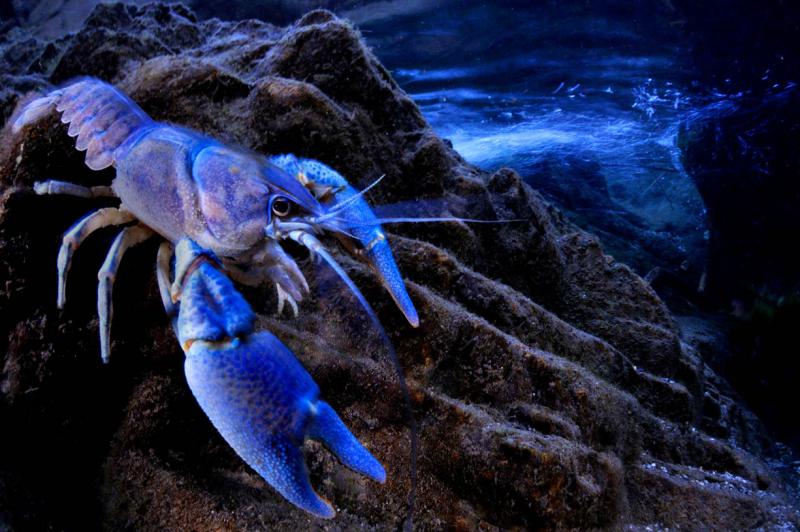 Il Paese della Biodiversita'