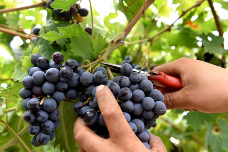 Buon Vino Buon Vino