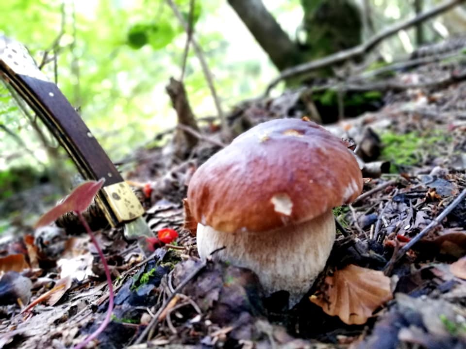 Addio funghi di bosco