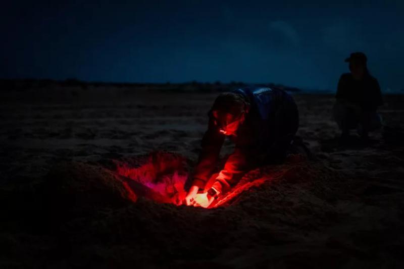 sentinelle delle tartarughe