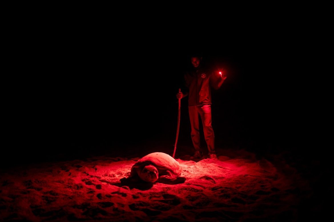 sentinelle delle tartarughe