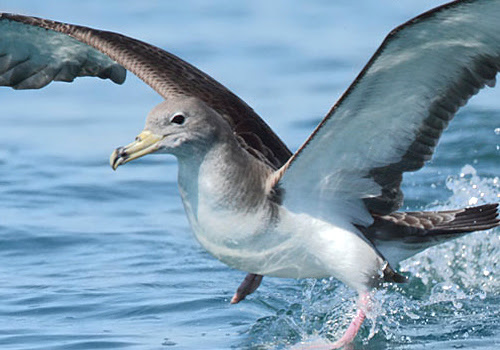 Lipu - Operazione  Bycatch