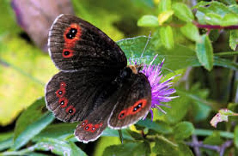 Nel regno delle farfalle