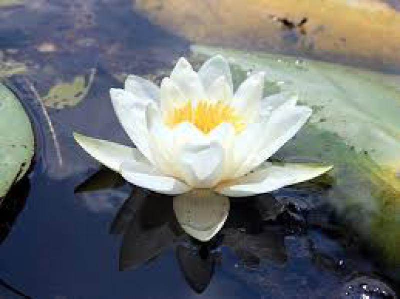 Biodiversità a rischio