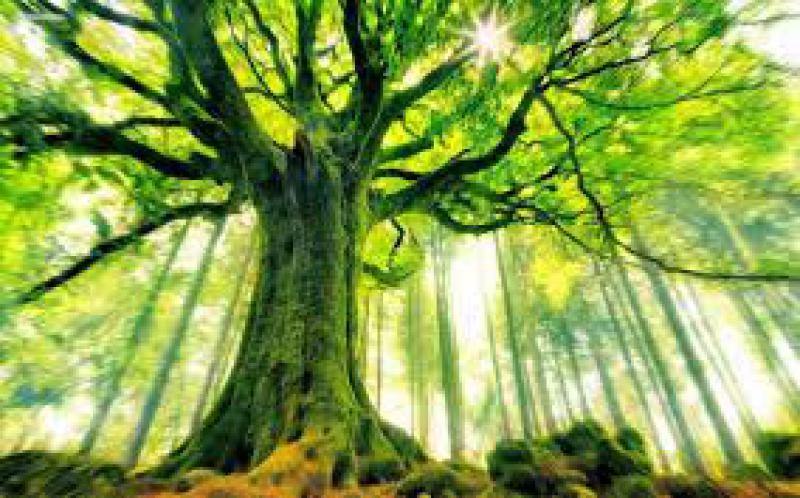 Alberi