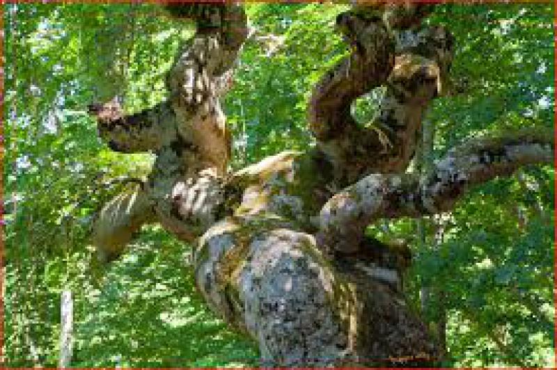 Oasi della Foresta
