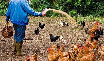 Polli e uova fai da te