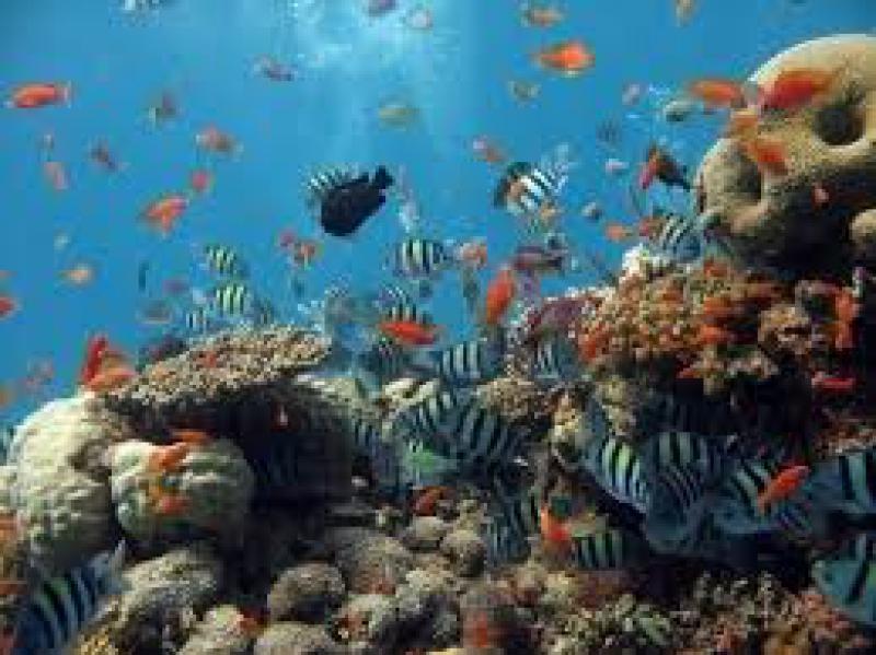 Fondali oceanici