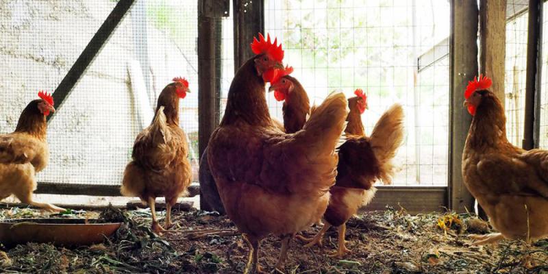 Polli e uova fai da te