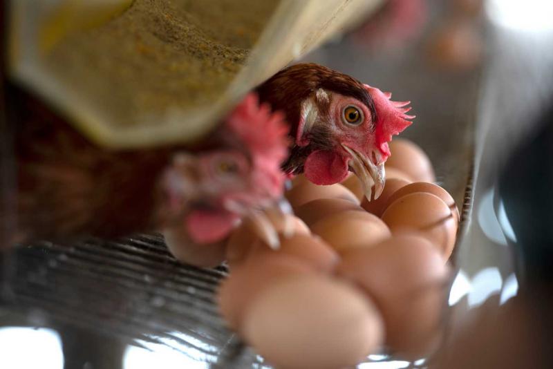 polli e uova fai da te