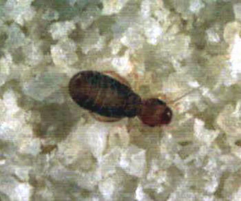 Psocotteri