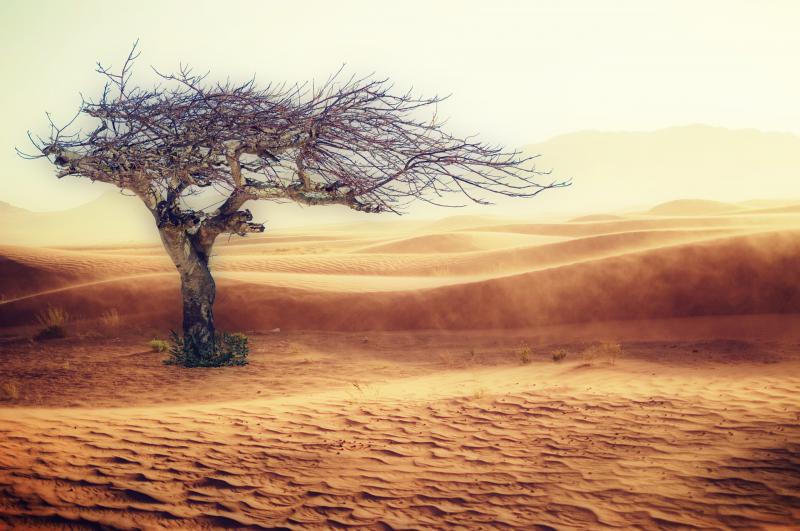 Desertificazione