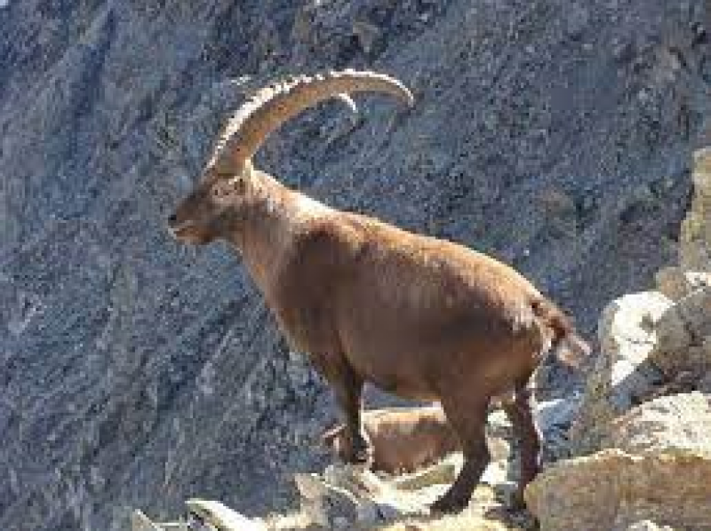 Il Parco del Gran Paradiso - 4