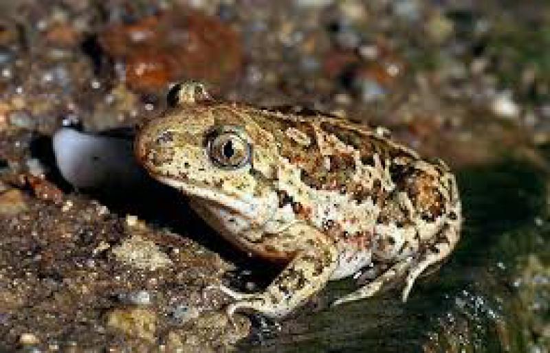 Biodiversità a rischio