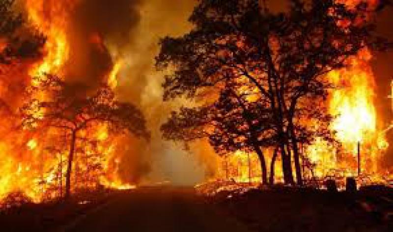Incendi boschivi