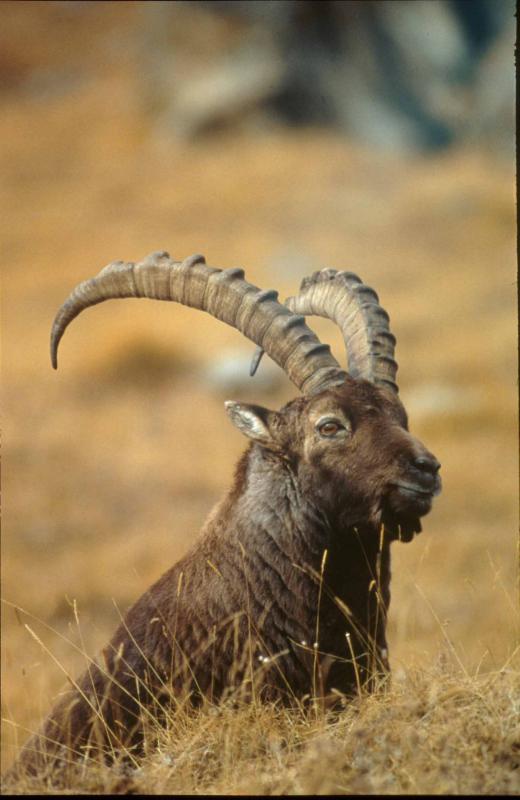 Parco Gran Paradiso