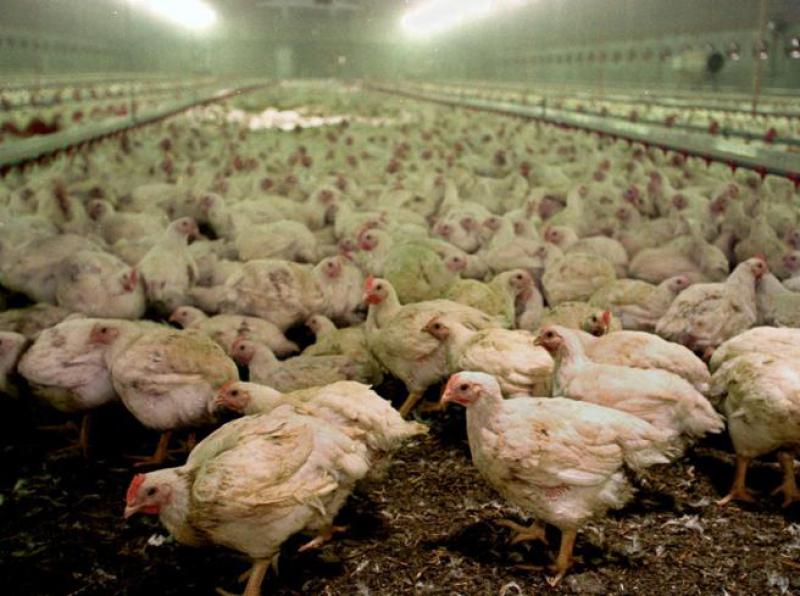 Polli e uova fai da te