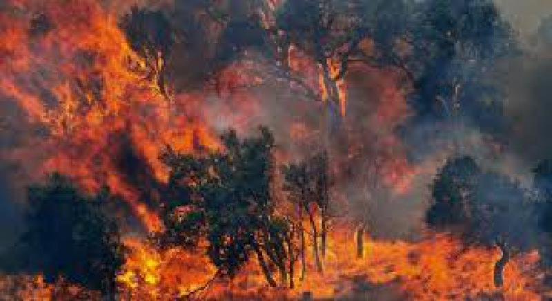 Incendi boschivi