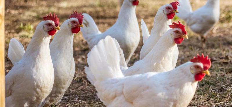 Polli e uova fai da te