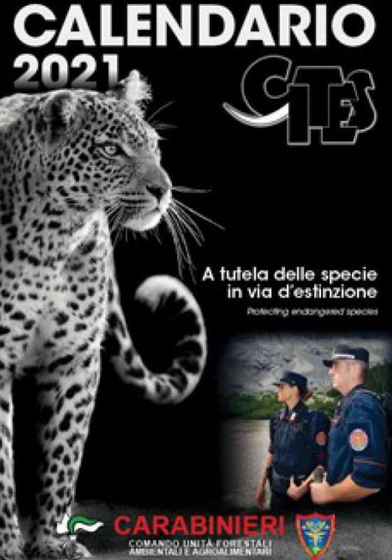 4 -Caimano Yacare'