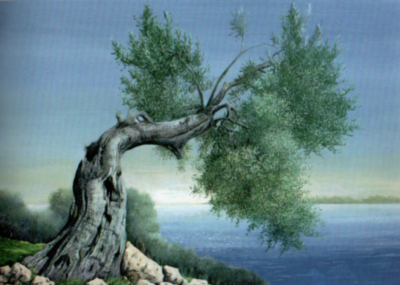 Radici Terra Anima