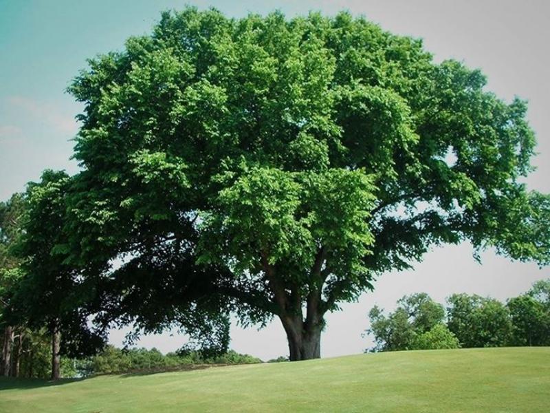 Biodiversità a rischio