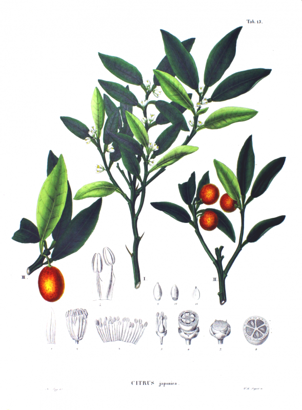 Citrus japonica