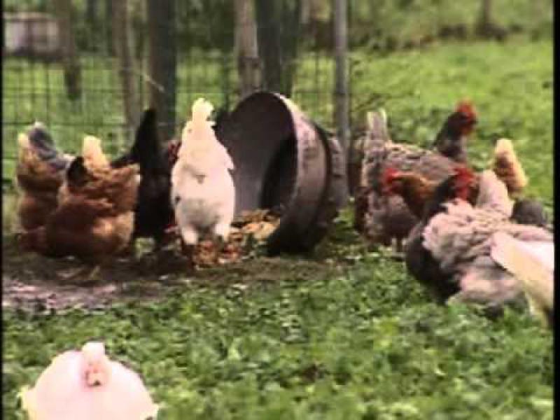 Agricoltura sociale