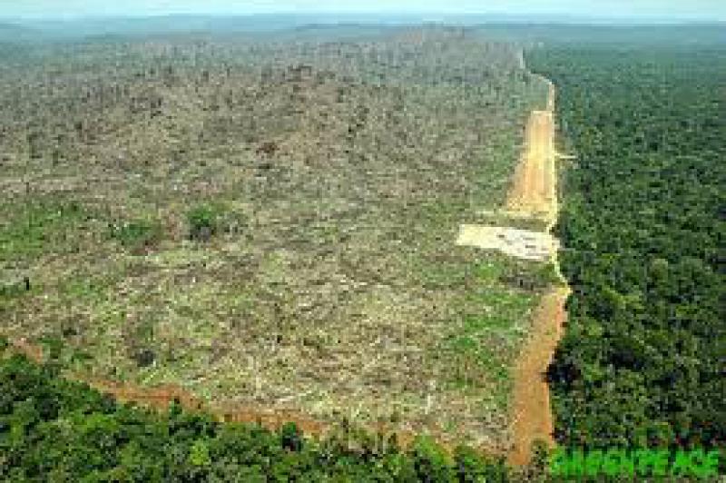 Quanti alberi sulla terra?