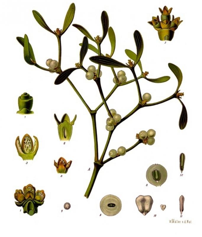 Viscum album