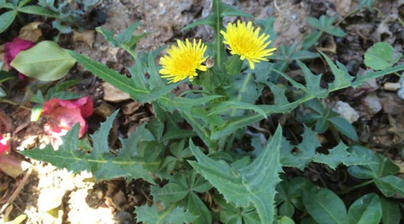 Sonchus oleraceus