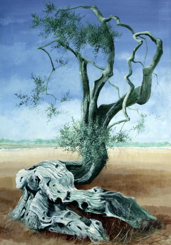 Radici Terra Anima