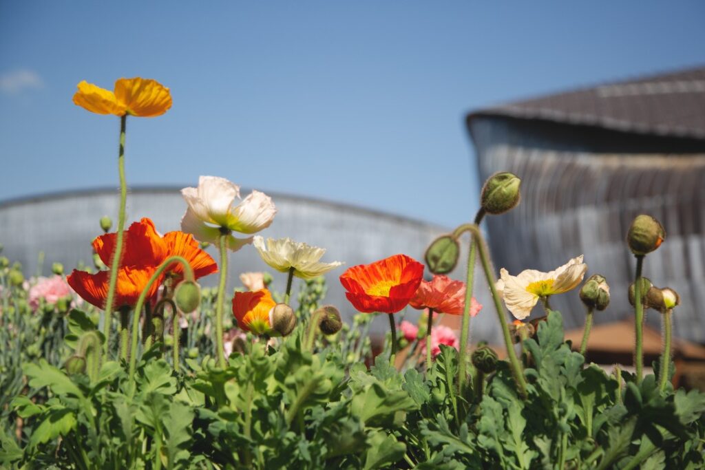 Il verde - il paesaggio