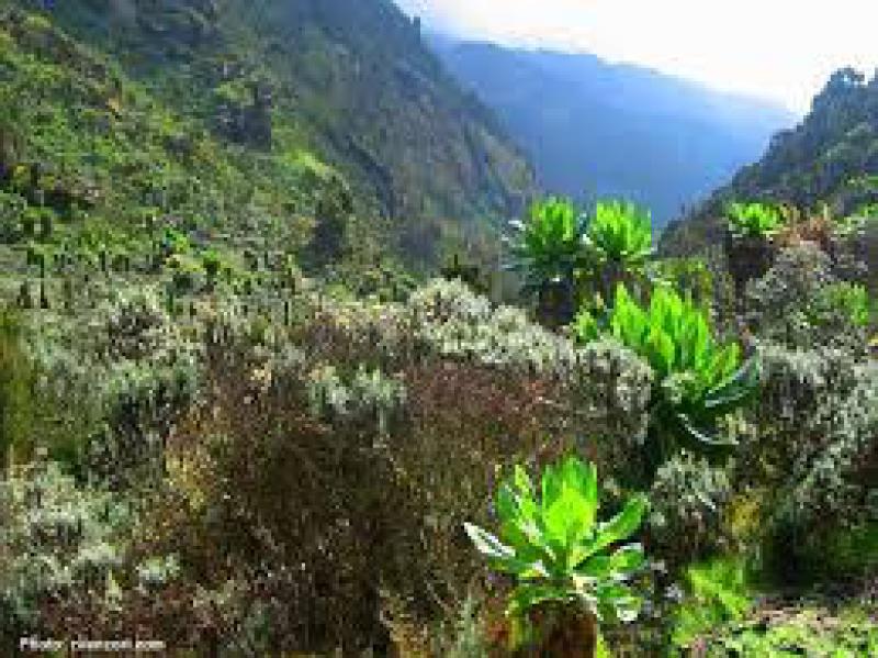 Sul favoloso Rwenzori