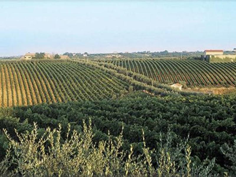 Orsogna