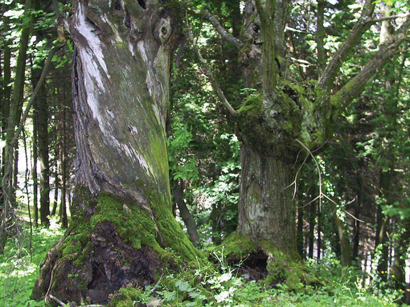 Il castagno di Monteombraro