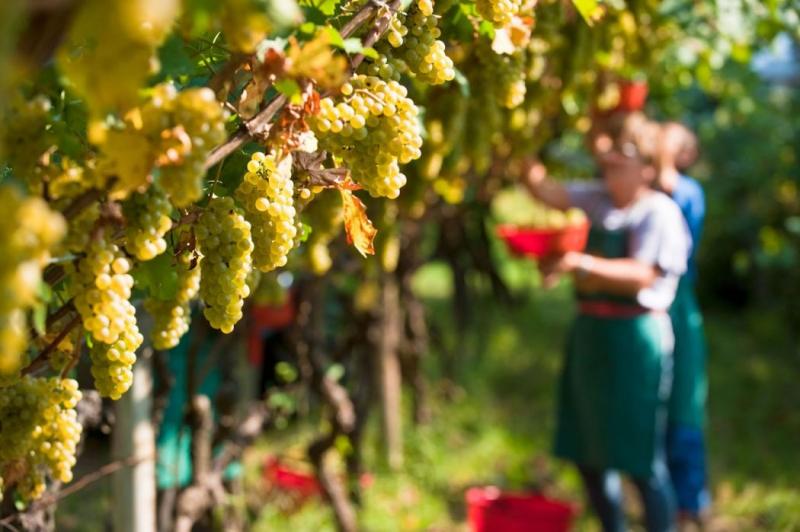 Vini del Monferrato