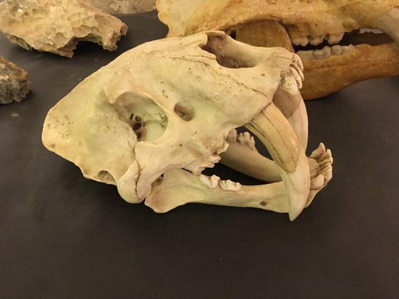 Un museo per l'uomo di Altamura