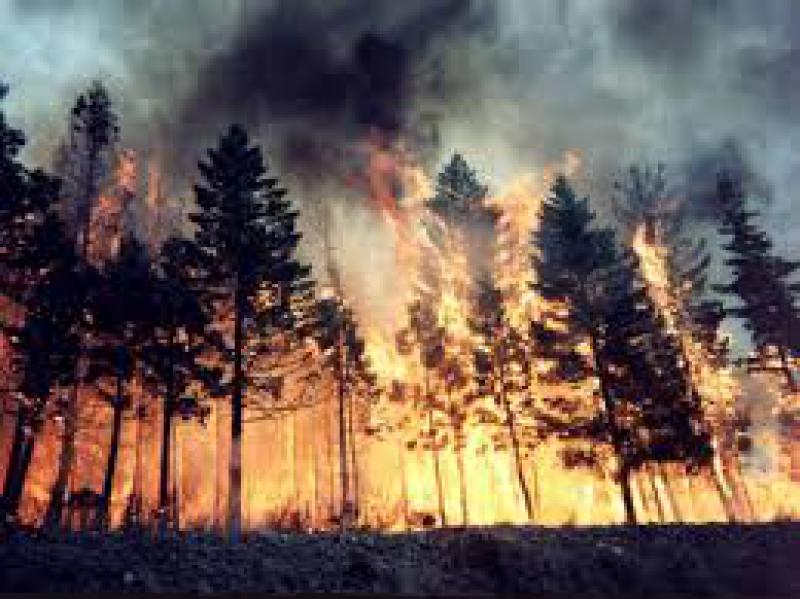 Incendi boschivi