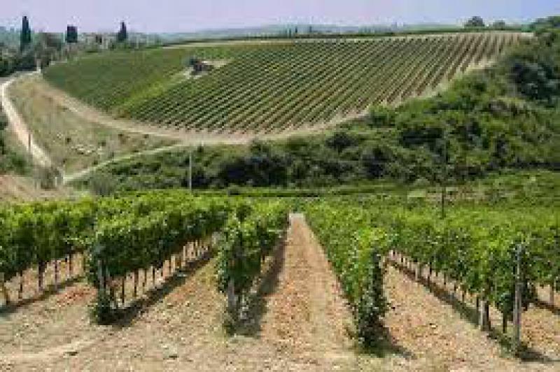 Quanti alberi sulla terra?