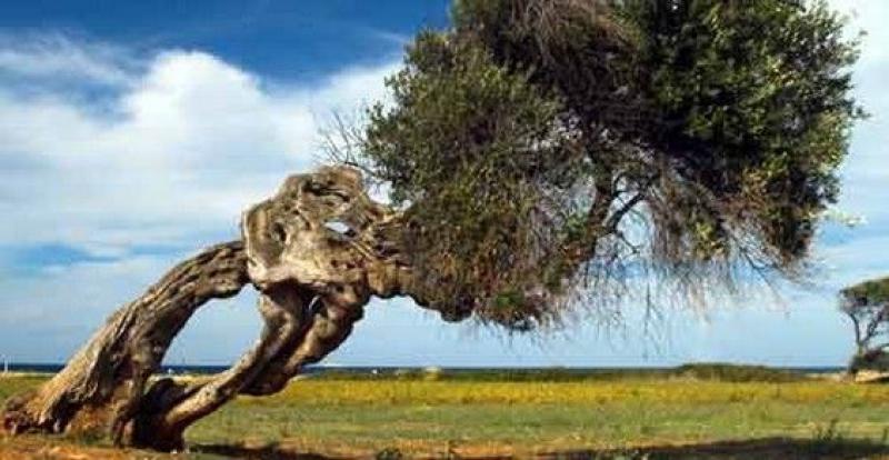 Alberologia
