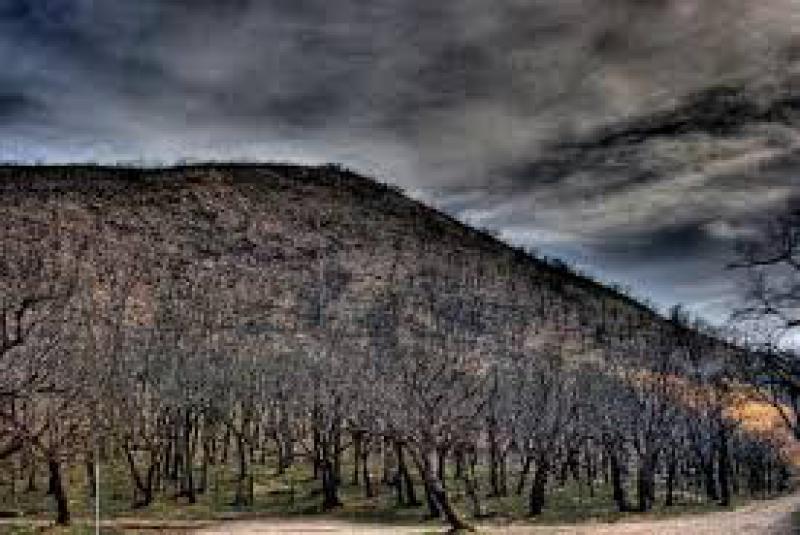 Incendi boschivi