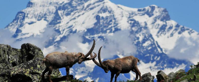 Il Parco del Gran Paradiso - 4