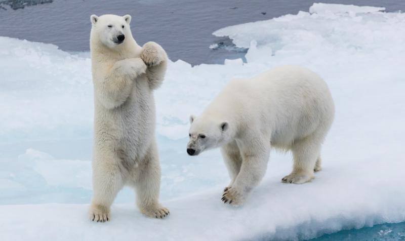 Orso Polare
